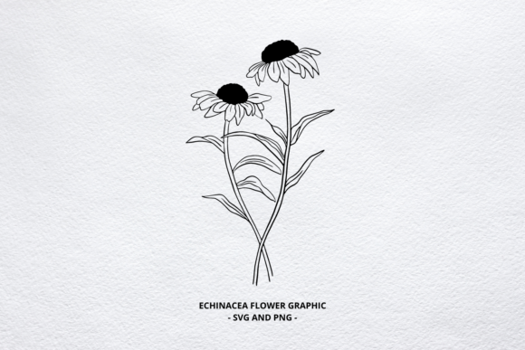 Echinacea SVG Floral Graphic, PNG for Graphics and Illustrations