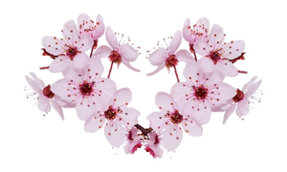 Watercolor Cherry Blossom Floral Clipart for Graphics and Illustrations